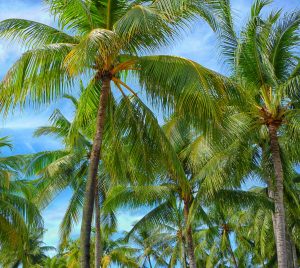 Harvesting Profits? A Look at the Latest Financial Performance of Singapore's 10 Agri-Commodity Stocks